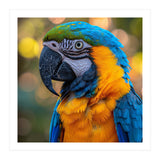 Blue And Yellow Macaw Parrot Close Up Detailed Shot (Print Only) thumbnail