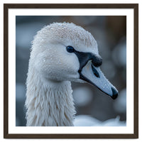 Close Up Of A Swan Head Covered In Water Droplets