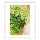 Maidenhair Queen thumbnail