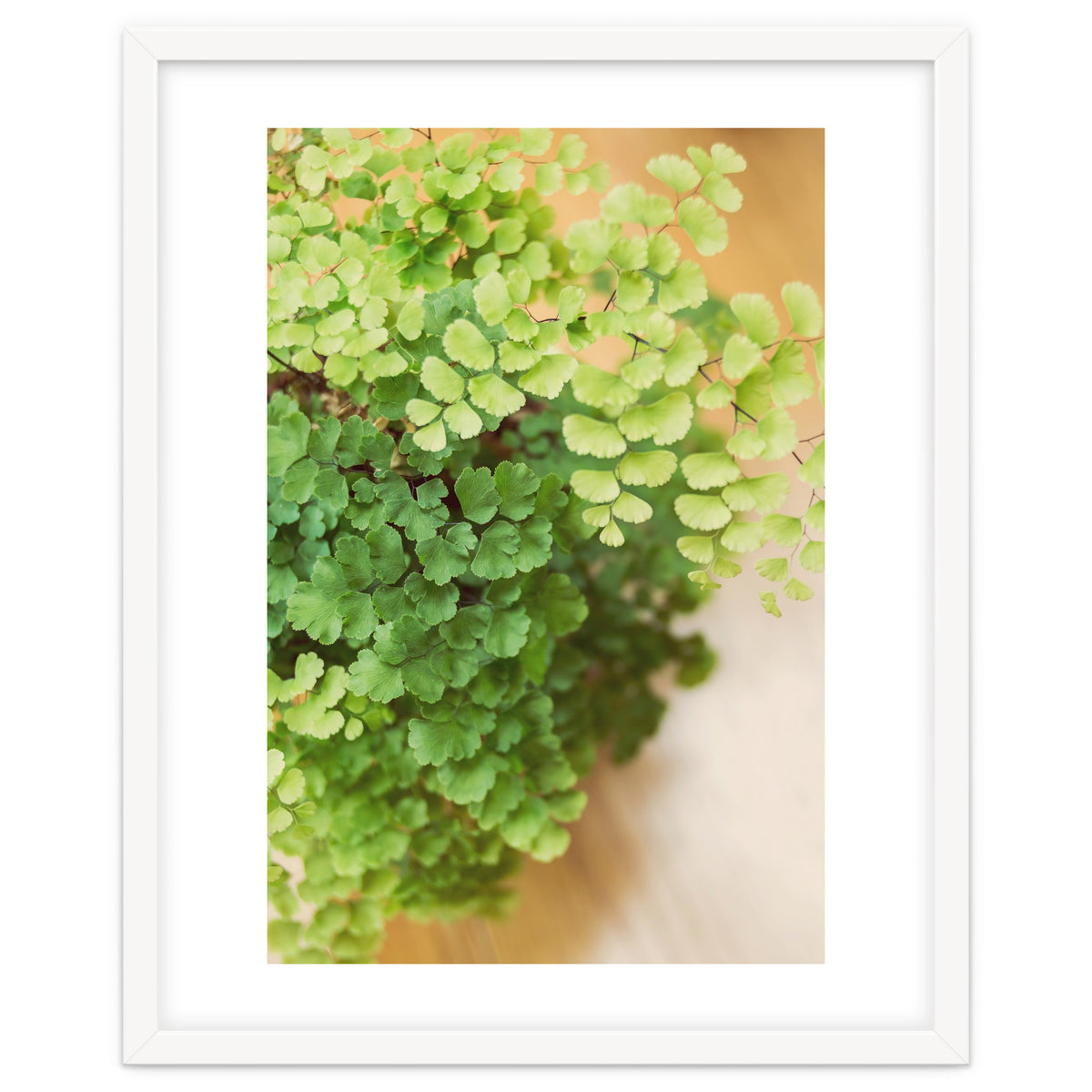 Maidenhair Queen