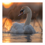 Majestic Swan Swimming At Sunrise Serene Water (Print Only) thumbnail
