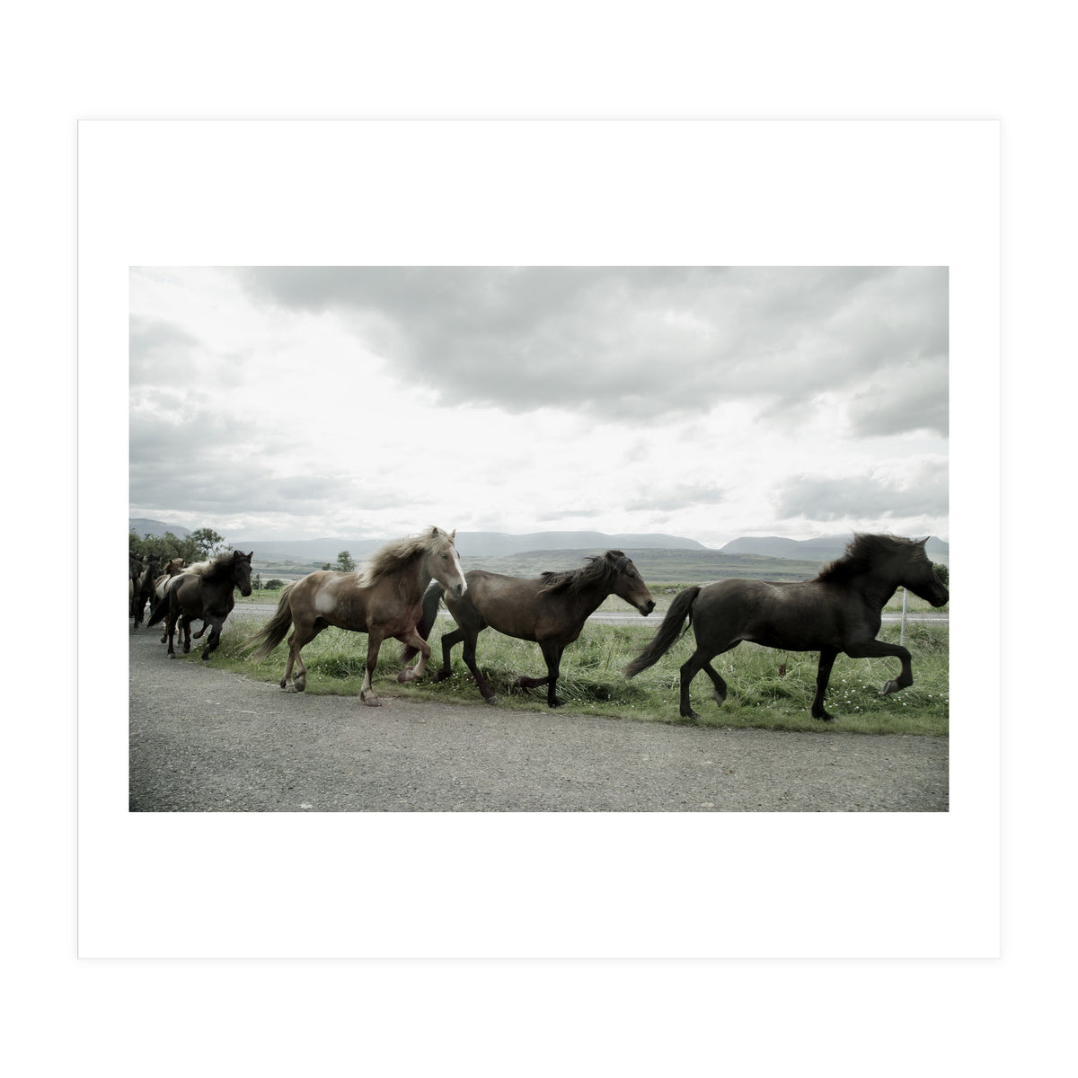 Running horses - Iceland (Print Only)