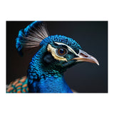 Close Up Peacock Head Blue Green Feather  (Print Only) thumbnail