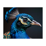 Close Up Peacock Head Blue Green Feather  (Print Only) thumbnail