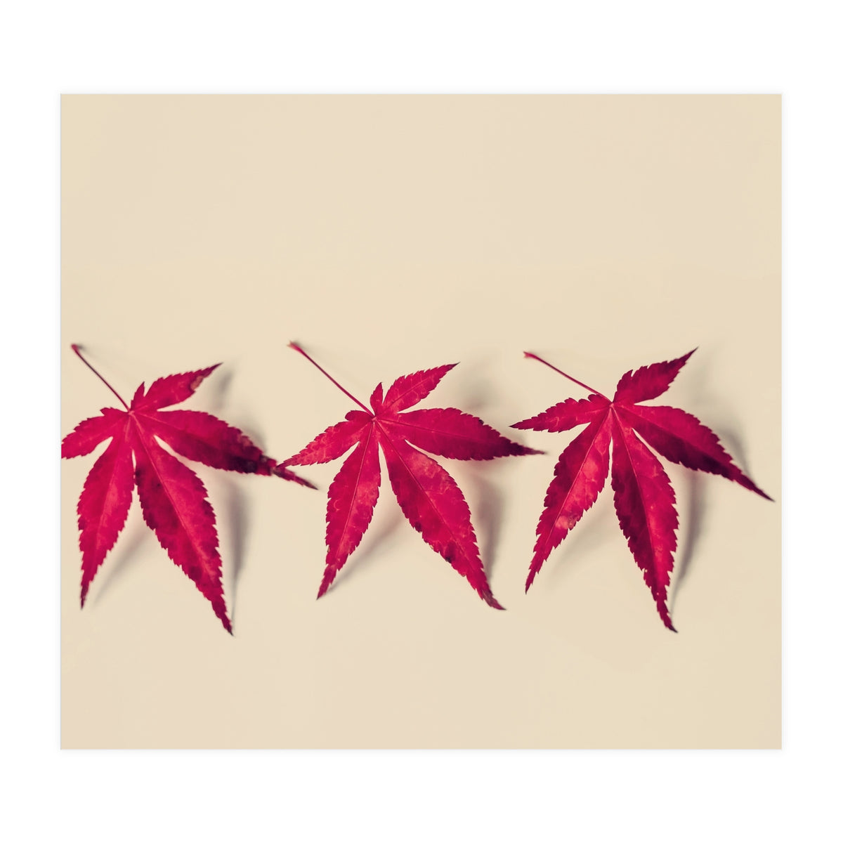 Dancing Leaves (Print Only)