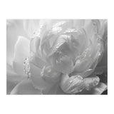 Ethereal Monochromatic Peony Petal Macro (Print Only) thumbnail