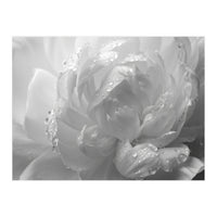 Ethereal Monochromatic Peony Petal Macro (Print Only)