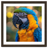 Blue And Yellow Macaw Parrot Close Up Detailed Shot thumbnail