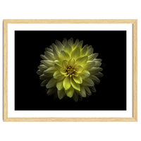 Backyard Flowers No 128 Color Version