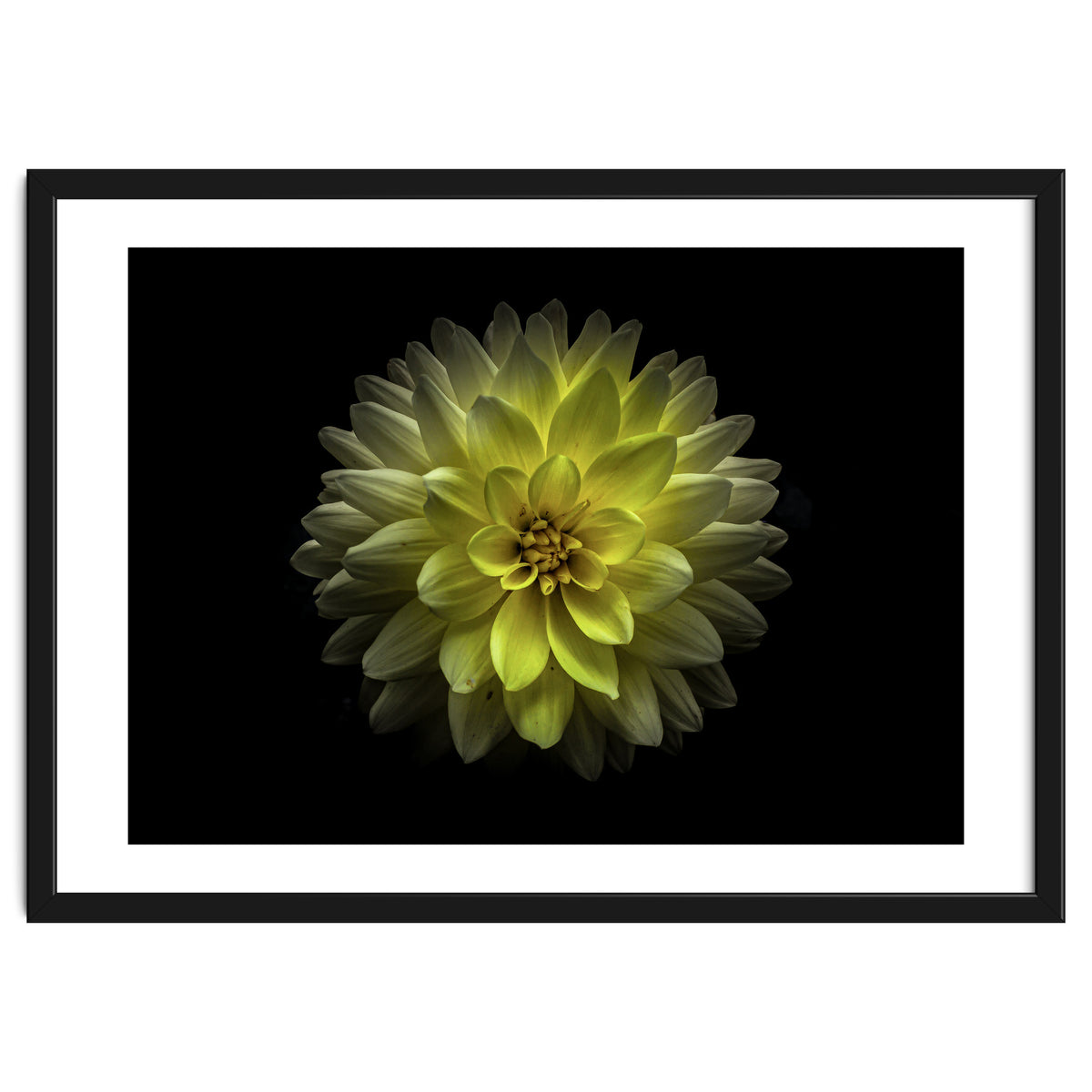 Backyard Flowers No 128 Color Version