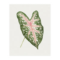 Caladium ‘Carolyn Whorton’ Leaf (Hand Drawn Illustration) (Print Only)