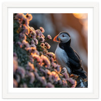 Puffin Bird On Rocks Near Pink Flowers At Sunset
