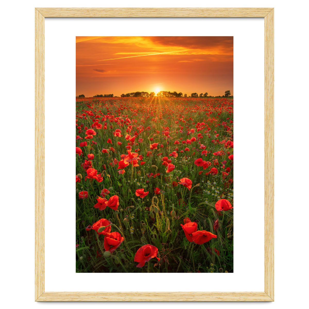 Poppies At Sunset