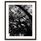 Tree Black Silhouette thumbnail