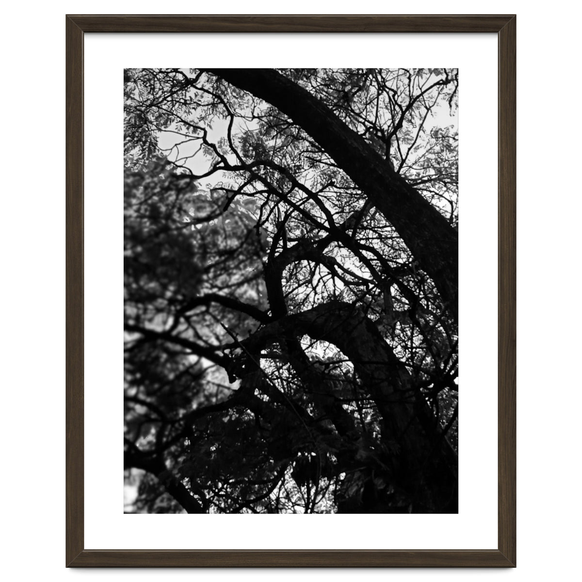 Tree Black Silhouette