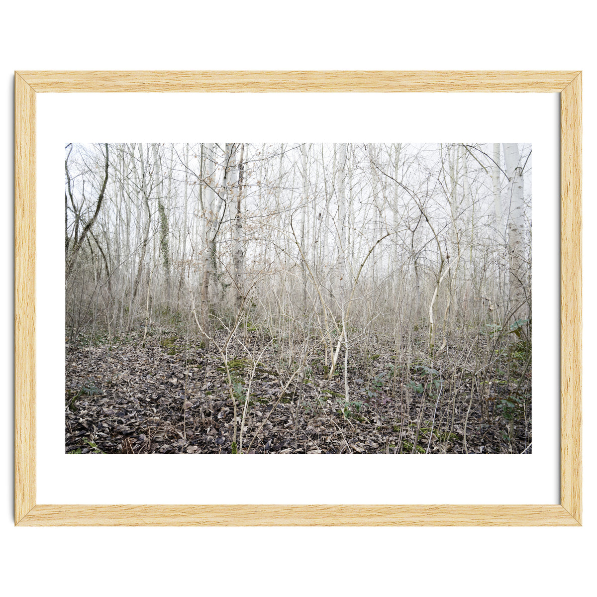 Lost in the birch forest