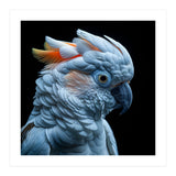 Close Up Of A Cockatoo Parrot Head (Print Only) thumbnail