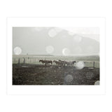 Horses under the sun shower - Iceland (Print Only) thumbnail