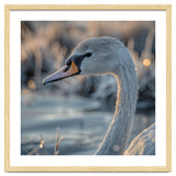 Close Up Of A Swan Covered In Frost thumbnail