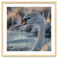 Close Up Of A Swan Covered In Frost