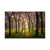 Blooming cherry trees in soft morning light (Print Only) thumbnail