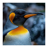 Close Up Of King Penguin In The Rain (Print Only) thumbnail