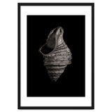 Shells No 2 thumbnail