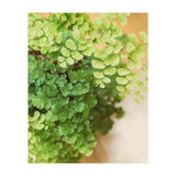 Maidenhair Queen (Print Only) thumbnail