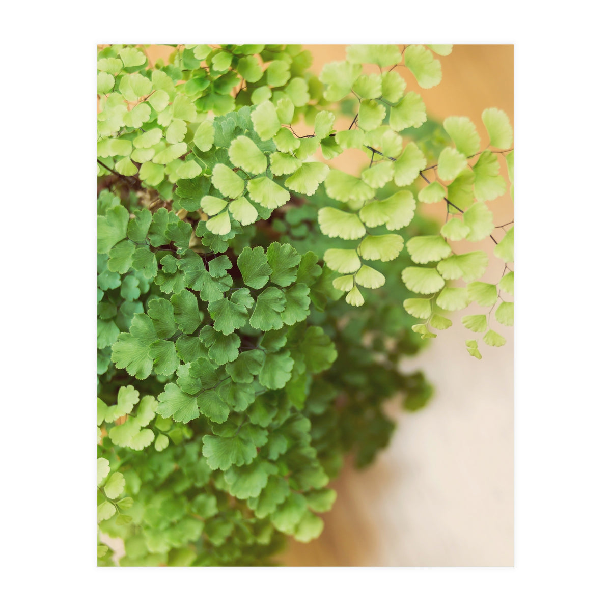 Maidenhair Queen (Print Only)