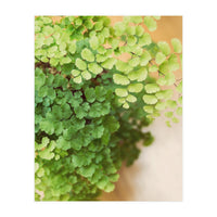 Maidenhair Queen (Print Only)