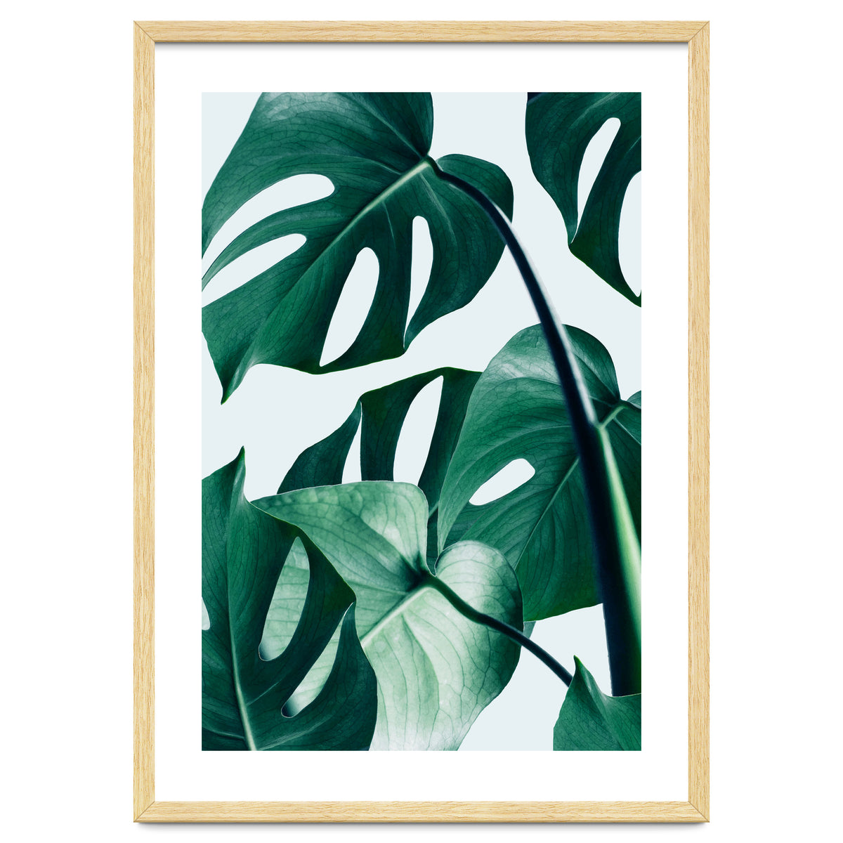 Monstera Tropical Photography Digital Art, Minimal Nature Jungle Botanical Leaves