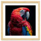 Scarlet Macaw Parrot Close Up Portrait thumbnail