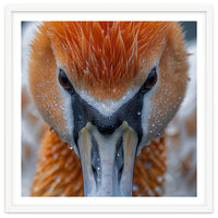 Close Up Of A Pelican's Beak With Water Droplets