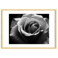 Ethereal Monochromatic Rose Petal Macro