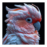 Pink Cockatoo Parrot Close Up Portrait Feather  (Print Only) thumbnail