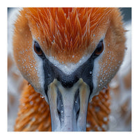 Close Up Of A Pelican's Beak With Water Droplets (Print Only)