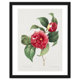 Pierre-Joseph Redouté – Finest Flowers and Fruits (1833) thumbnail
