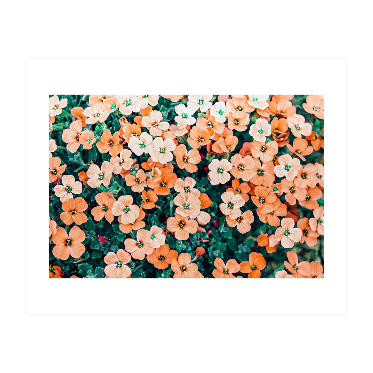 Floral Bliss, Nature Photography Garden Meadow, Blush Orange Coral Summer Flowers Botanical (Print Only)