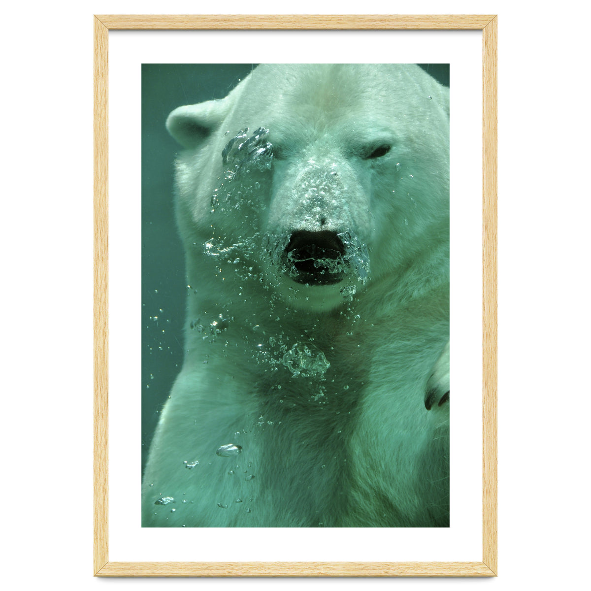 Polar Bear Under Water