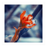Ginger Flower (Print Only) thumbnail
