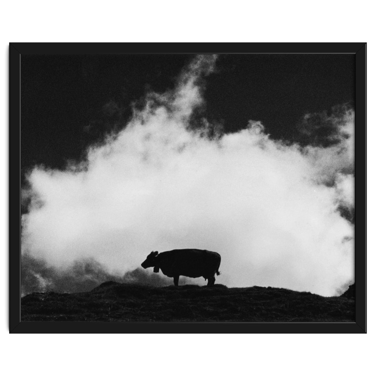 cow and cloud