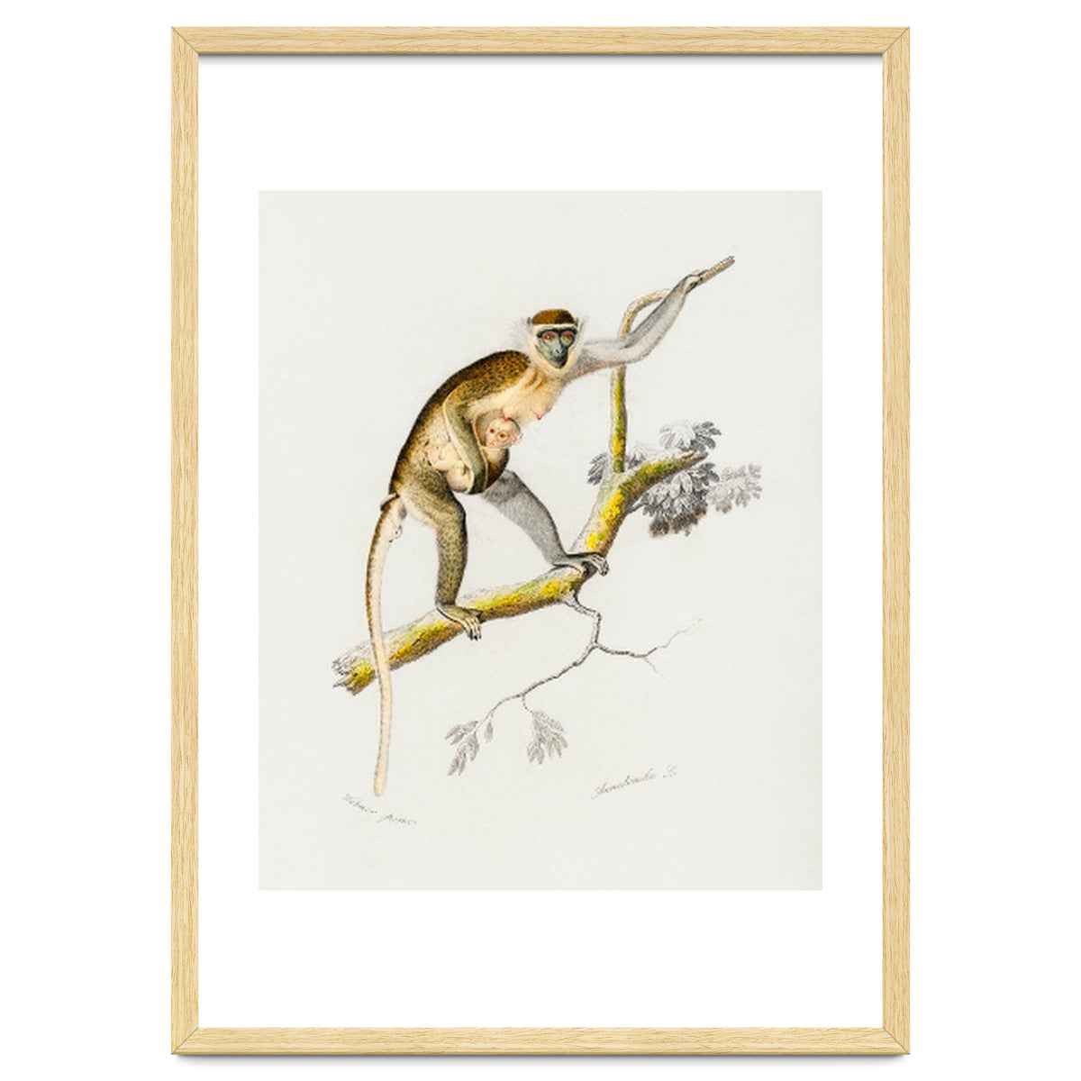 Cercopithecus griseus illustrated