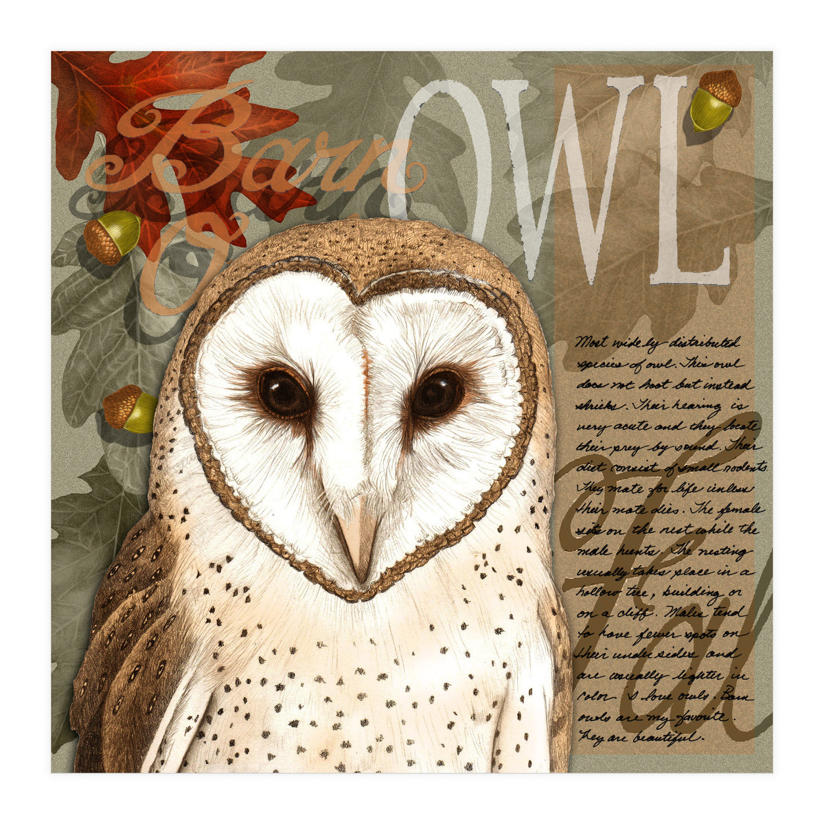 Barn Owl (Print Only)