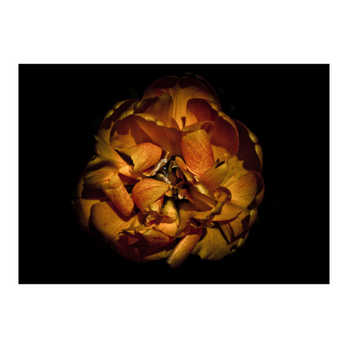 Backyard Flowers No 80 Color Version (Print Only)