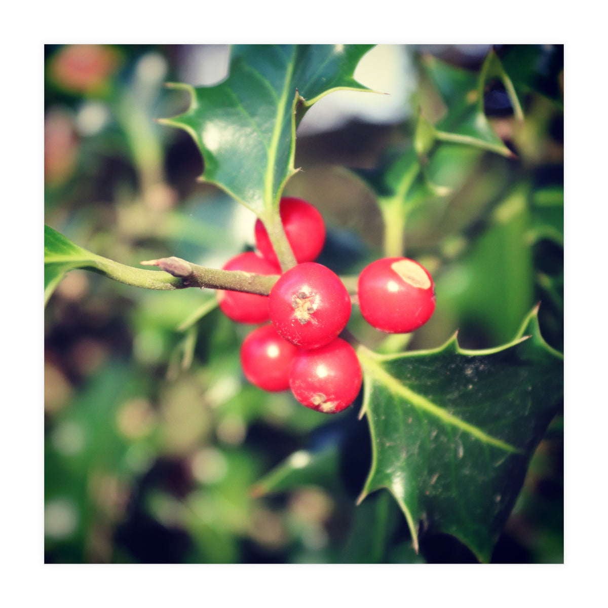 Holly berries  (Print Only)
