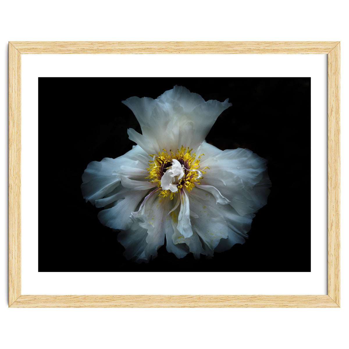 Backyard Flowers 49 Color Version