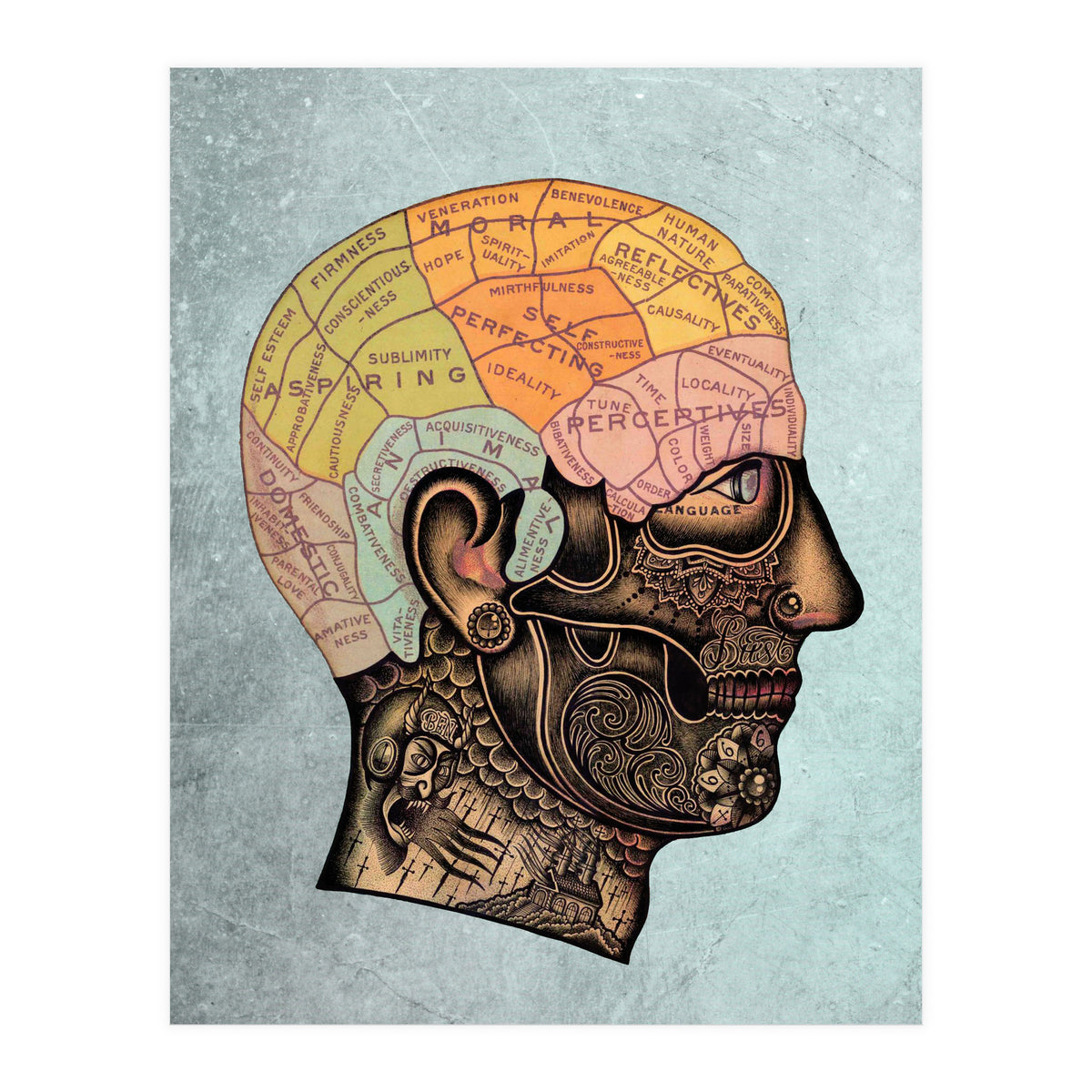 Brain Anatomy (Print Only)