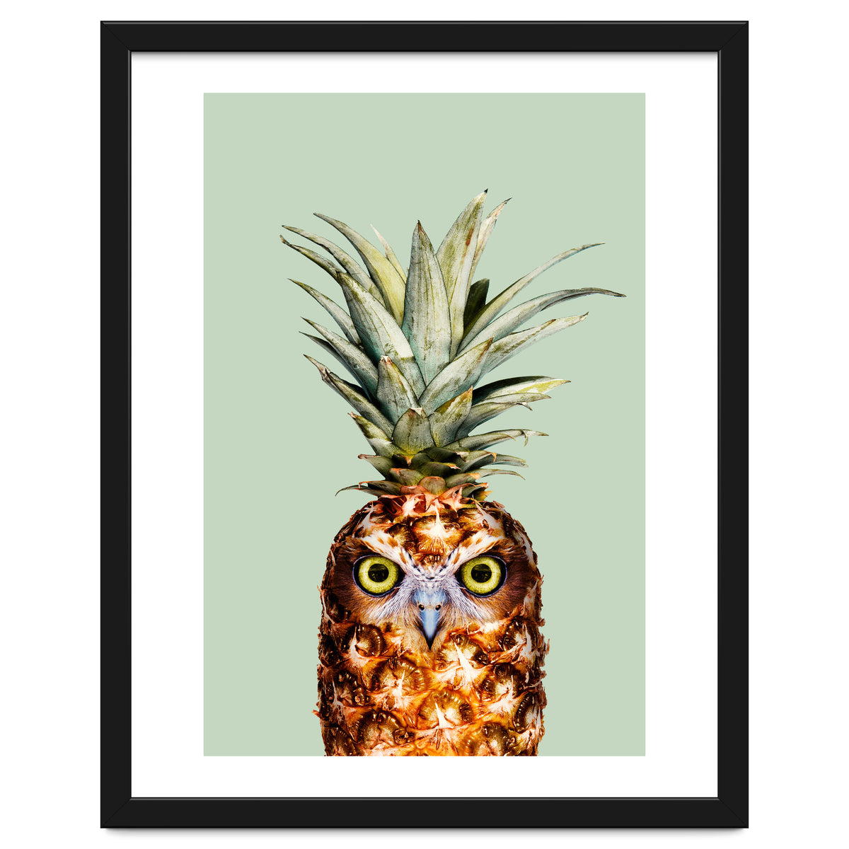 Pineapple Owl
