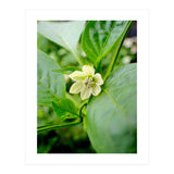 Blossom (Print Only) thumbnail