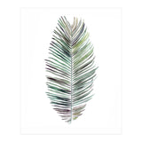 Botanical Illustration Cocos Palm (Print Only) thumbnail